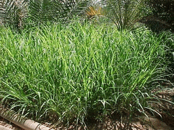 ROHDES GRASS