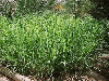 ROHDES GRASS